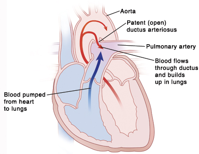 image of different parts of the heart